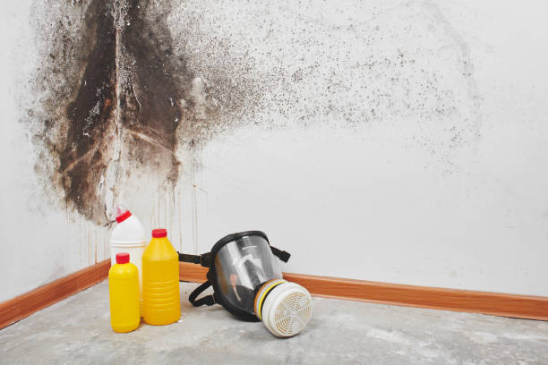 Best Mold Remediation for Specific Building Types in Appalachia, VA
