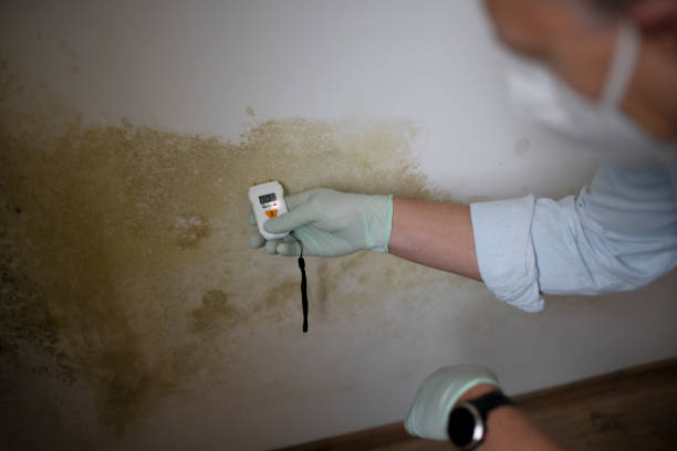 Best Residential Mold Remediation in Appalachia, VA